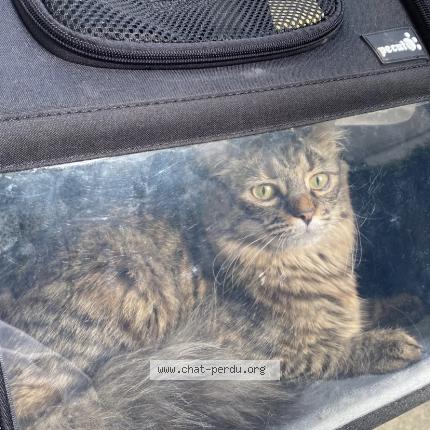 Foto 1/1 Gato encontrado Encontrado en Paris