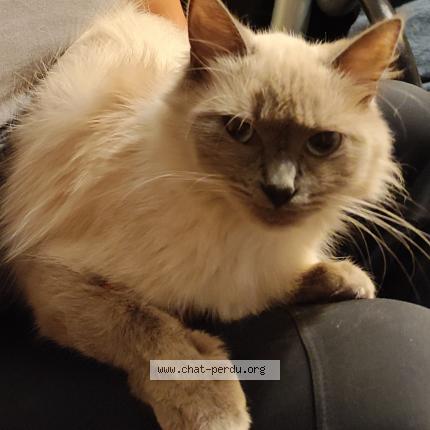 Foto 1/1 Poupie Chat perdido en Evry courcouronnes