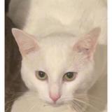 Foto del gato perdido en Charleville Mezieres