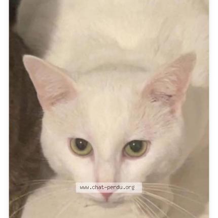 Foto 1/1 Scot Chat perdido en Charleville mezieres