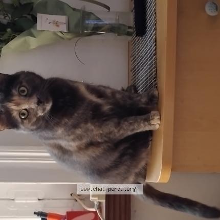 Foto 1/1 Salem Chat perdido en Douai