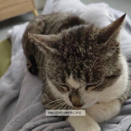 Foto 1/1 Gato encontrado Encontrado en Baraqueville