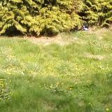 Foto de gato encontrado en Bille