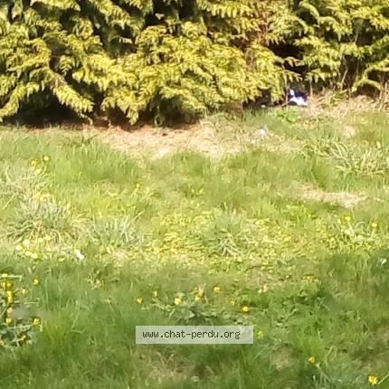 Foto 1/1 Gato encontrado Encontrado en Bille