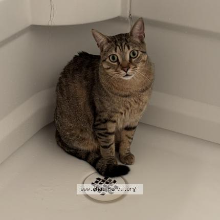 Foto 1/1 Gato encontrado Perdido en Repentigny