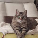 Foto del gato perdido en Besancon