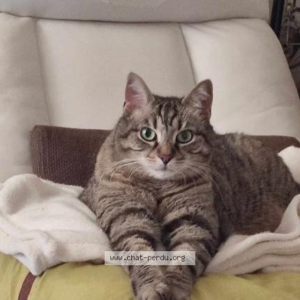 Foto 1/2 Gato encontrado Perdido en Besancon