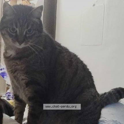 Foto 2/2 Gato encontrado Perdido en Besancon
