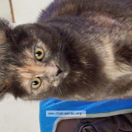 Foto 1/1 Salem Chat perdido en Douai