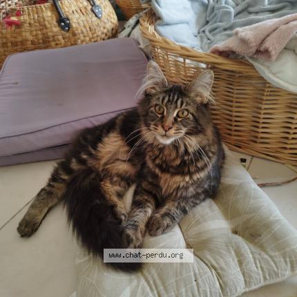 Foto 1/1 augustin Chat perdido en Maurens