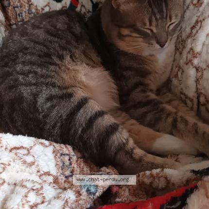 Foto 1/1 GRIZOU Chat perdido en Layrac