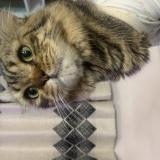 Foto del gato perdido en Bangalore