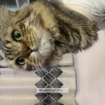 Foto 1/1 Leo Chat perdido en Bangalore