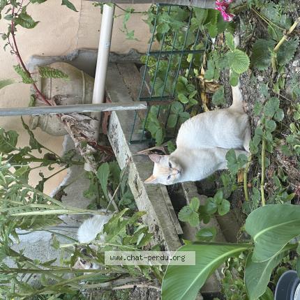 Foto 1/1 Youpi Chat perdido en Montreuil