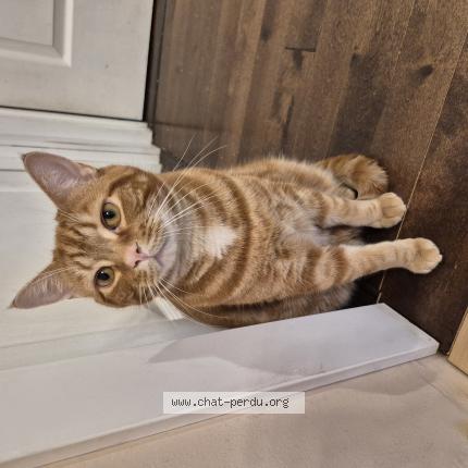 Foto 1/1 Rouki Chat perdido en Boisbriand