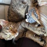 Foto del gato perdido en Roisey