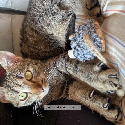 Foto 1/1 Jin Chat perdido en Roisey