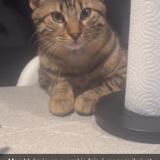 Foto del gato perdido en Gray