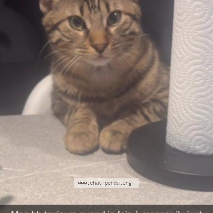 Foto 1/2 Pipoush Chat perdido en Gray