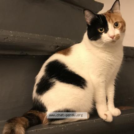 Foto 1/1 Pirouette Chat perdido en Cabestany