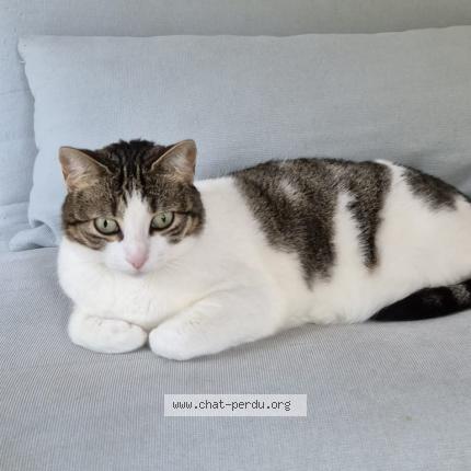 Foto 1/1 Suki Chat perdido en Lambesc