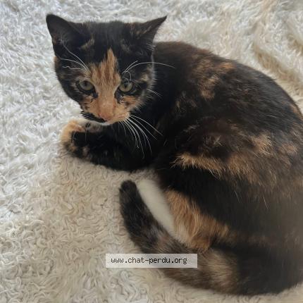 Foto 1/1 Noopy Chat perdido en Brest