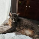 Foto del gato perdido en Saint Aubin Du Cormier