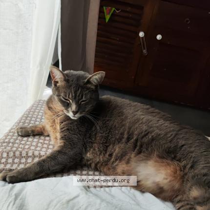 Foto 1/1 Fifi Chat perdido en Saint aubin du cormier