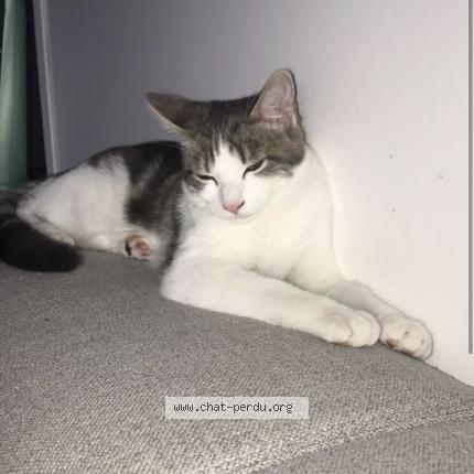 Foto 1/1 Doudou Chat perdido en Brie