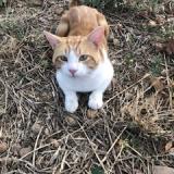 Foto del gato perdido en Pontet