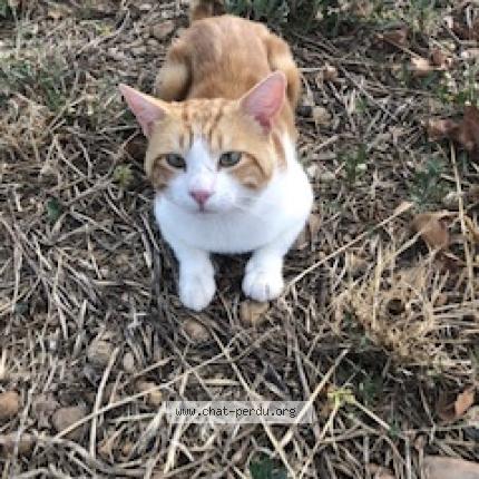 Foto 1/1 Simba Chat perdido en Pontet