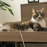 Foto del gato perdido en Medis