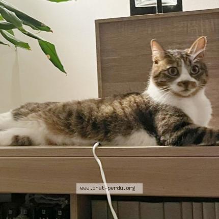 Foto 1/1 Snoopy Chat perdido en Medis