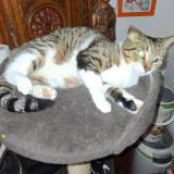 Foto del gato perdido en Beauvoisin