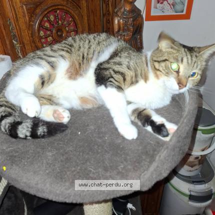 Foto 1/1 Rocket Chat perdido en Beauvoisin