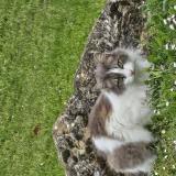 Foto del gato perdido en Soual