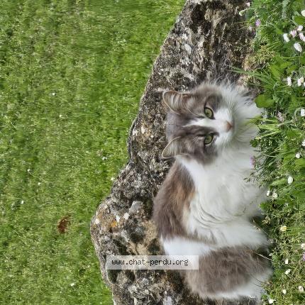 Foto 1/1 Woody Chat perdido en Soual