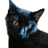 Foto del gato perdido en Villeneuve Vd