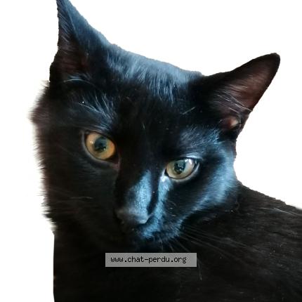 Foto 1/1 Ravel Chat perdido en Villeneuve vd