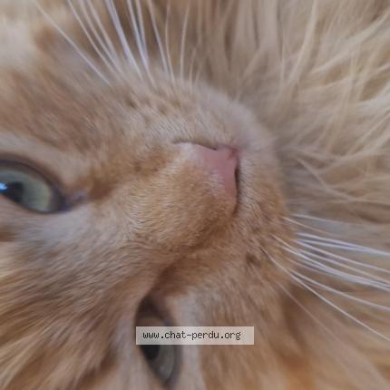 Foto 1/1 Nuggets Chat perdido en Grospierres