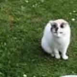 Foto del gato perdido en Les Abrets En Dauphine