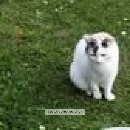 Foto 1/1 Bianca Chat perdido en Les abrets en dauphine