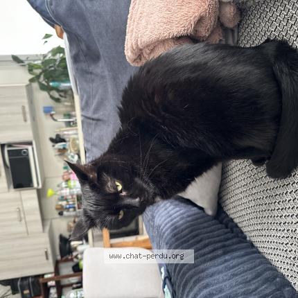 Foto 1/1 Armstrong Chat perdido en Semblancay