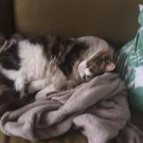 Foto del gato perdido en Tilleres