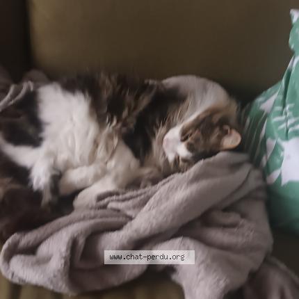 Foto 1/1 Mushu Chat perdido en Tilleres