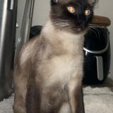 Foto del gato perdido en Marseille