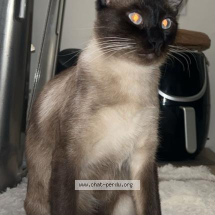 Foto 1/1 Cartier Chat perdido en Marseille