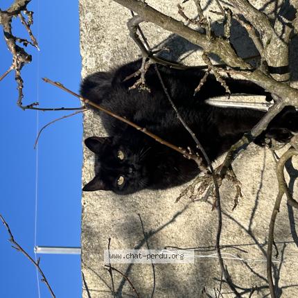 Foto 1/1 Crocmou Chat perdido en Calais