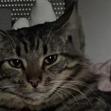 Foto del gato perdido en Gramat