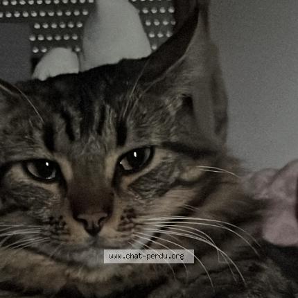 Foto 1/1 Cookie Chat perdido en Gramat